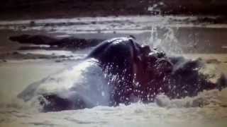 драка бегемотов на смерть=hippos fight to the death