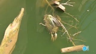 Aparecen aves muertas en ZINSA