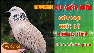 Cu gáy mái gáy gọi thúc gù kích bổi nhanh nổi căng đét 15 phút buổi sáng