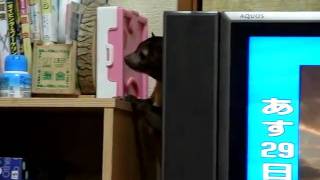 kinkajouキンカジュー（桐ちゃん）おなかすいた