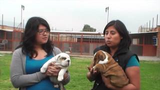 Entrevista a criadero D'Nahros Star Bulldogs Y TOTO