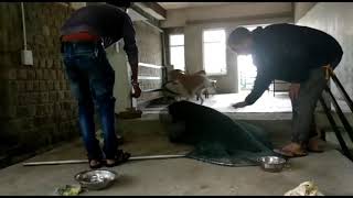 Monsoon brings Maggot Wounds