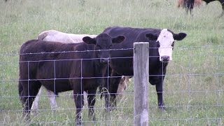 Raising Cattle 101 with Donald Tarter