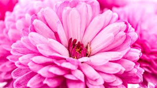 Enhance Self Healing Energy | 432Hz Deep Healing | Zen Meditation | Miracle Tone Transformation
