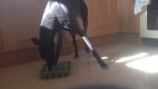 GRYEHOUND VS EGGBOX