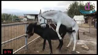 DONKEYS MATİNG HORSE COMPİLATİON. DONKEYS BREEDİNG. ANİMALS MATİNG