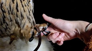 Записываемся на коготочки! Режу сове когти. Да, я угуела