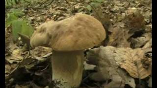 Hubačka 3,7,2009 Priekopa-mushrooms,atack-boletus.