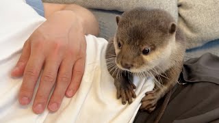「ここは私の！」という主張があまりにも激しいカワウソ The otter's insistence that "This is mine!"