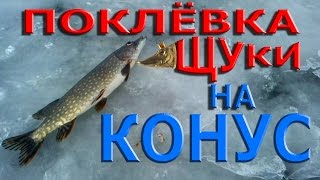 Поклёвка щуки на конус