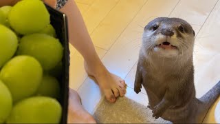 久しぶりにもらったシャインマスカットを大事そうにこねこねするカワウソ otter playing with Shine Muscat that I got after a long time