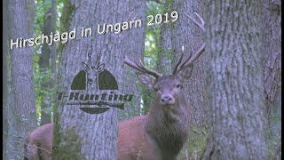 Hirschjagd in Ungarn 2019 - Aller Anfang ist...