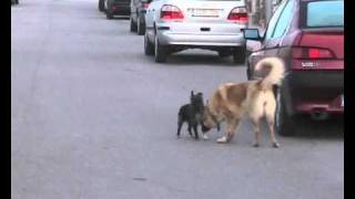 La Playa del Amor Perruno