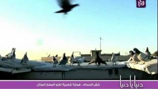 كش الحمام هواية شعبية تغزو اسطح المنازل - رؤيا | Roya