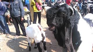 PASAR KAMBING ETAWA KALIGESING. PASAR PALING SPEKTAKULER