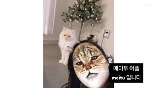 드디어 찾았어요! 직접 써보는 #고양이얼굴어플 #고양이어플 #메이투 #catmask