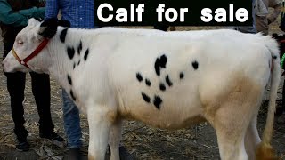 FOR SALE - H F Calf at Jagraon Mandi Punjab