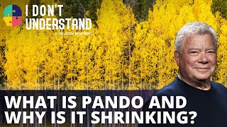 IDU: What is Pando and why is it shrinking?