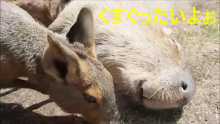 おひるねからみえる風景