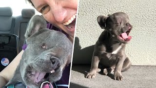 This rare blind dog can walk only in circles