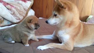 悶絶注意！届かないけど攻撃力、破壊力バツグンの犬ぱんち！かわいすぎる柴犬の赤ちゃんに超絶萌える。A roly‐poly Shiba Inu puppy, punches don't reach.