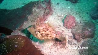 쥐치(Stephanolepis cirrhifer)~ Threadsail filefish