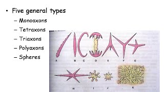 Zoology for Students: Skeleton of Sponges