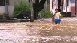 Limón inundado.