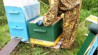 Пчеловодство для начинающих видео. www.kupi-uley.ru