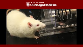 Rats show kindness toward strangers, a new study shows