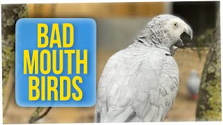 Parrots Removed From Wildlife Park After Swearing at Customers (ft. Anthony Lee)