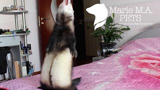 Как играют хорьки | Хорек Рикки | How to Play With Your Ferret | Rikki the Ferret