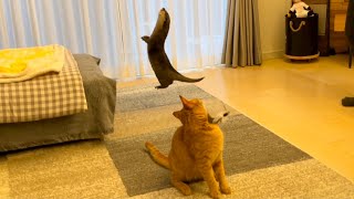 カワウソさくら カワウソと猫、同時に遊んでみた！ Play with otter and cat at the same time