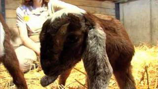 Goat Kids at Children's Zoo (Brookfield Zoo)