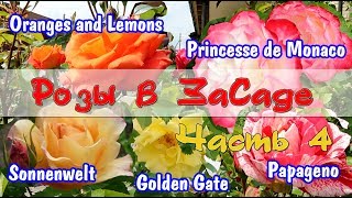 Розы в ЗаСаде: Papageno, Oranges and Lemons, Princess de Monaco, Sonnenwelt, Golden Gate. Часть 4