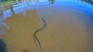 Žaltys plaukia (уж плывёт под водой)
