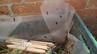 ملخص تربية bsf ذبابة الجندي الاسود