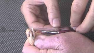 Baby Monocled (Naja kaouthia) Cobra Extraction