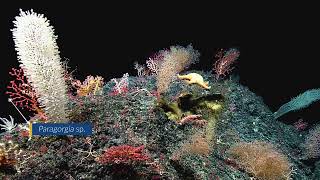 Brightly Colored Coral Garden on Argonaut Seamount | Nautilus Live #shorts