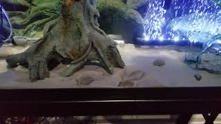 NEW FISH INTRO!!..Dovii & Marble Goby, kinda nervous..lol