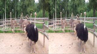 Зооград в Пушгорах. 3D zoo