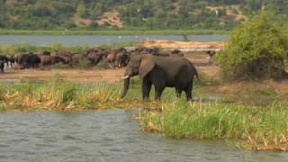 Africa Animal Video