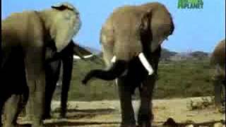 Fooled by Nature - Elephant Airheads