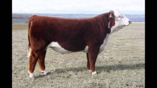 C CHANDLER 0100