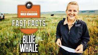 Wild Kingdom Fast Facts - Blue Whale