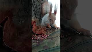 Белка не хочет мех, а хочет орешки / Squirrel does not want fur, but wants nuts