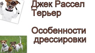 Особенности Дрессировки джек рассела терьера. Как дрессировкать щенка джек расела