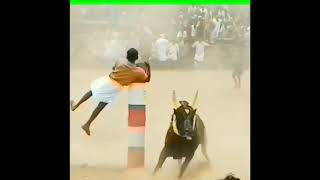 Top best funny jallikattu in 2020