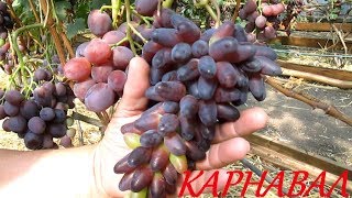 Виноград КАРНАВАЛ, ЭВЕРЕСТ, ДУБОВСКИЙ РОЗОВЫЙ, АТОС