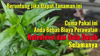 INILAH TUMBUHAN YANG DENGAN SENGAJA DITURUNKAN OLEH TUHAN UNTUK SEMUA UMAT MANUSIA